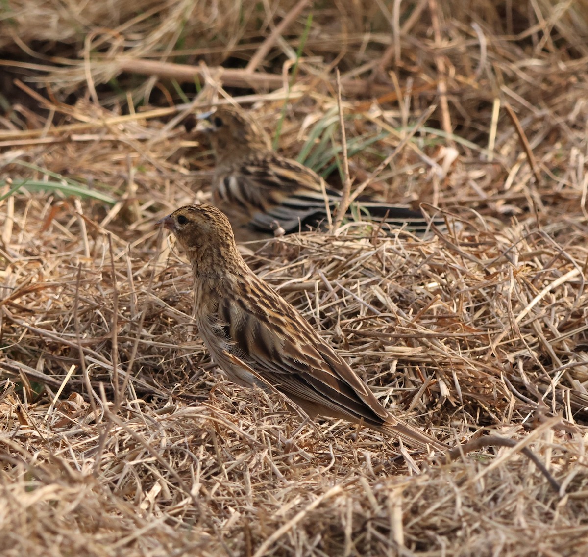 Long-tailed Widowbird - ML641860256