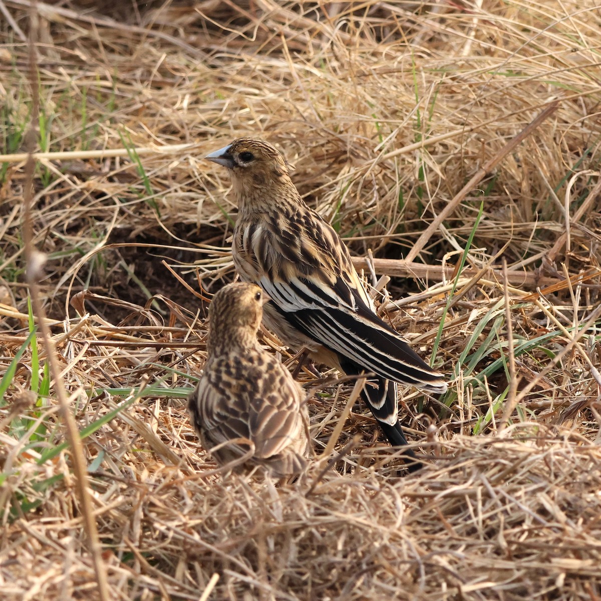 Long-tailed Widowbird - ML641860257
