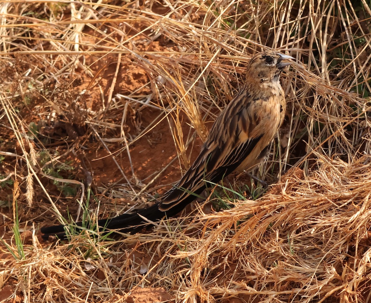 Long-tailed Widowbird - ML641860259