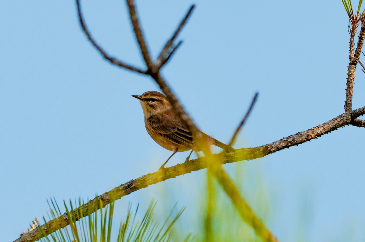 Palm Warbler - ML641860264