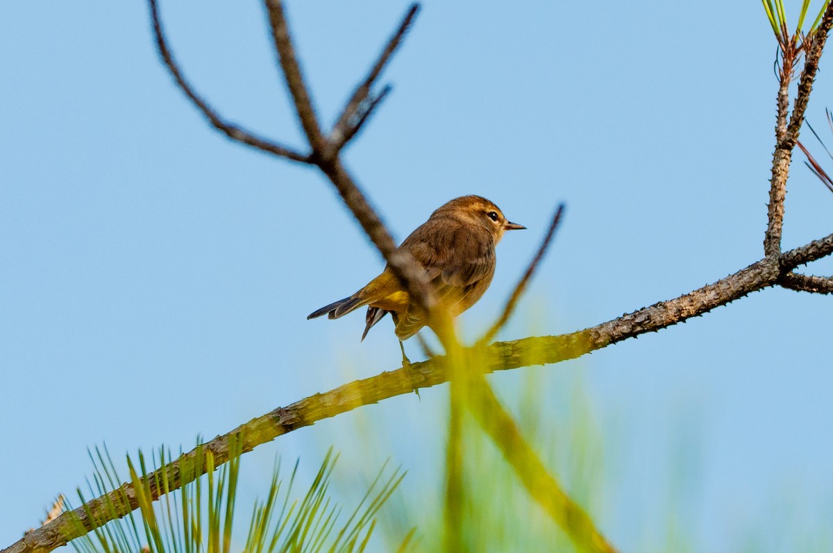 Palm Warbler - ML641860266