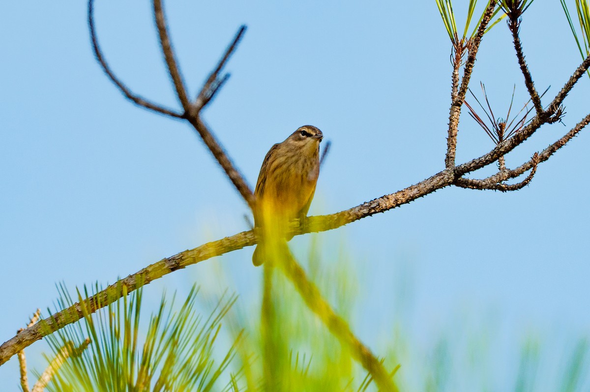 Palm Warbler - ML641860267