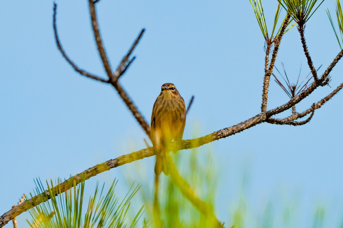 Palm Warbler - ML641860269