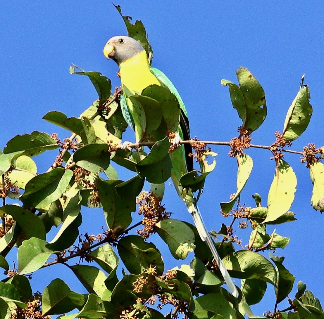 Plum-headed Parakeet - ML641860273