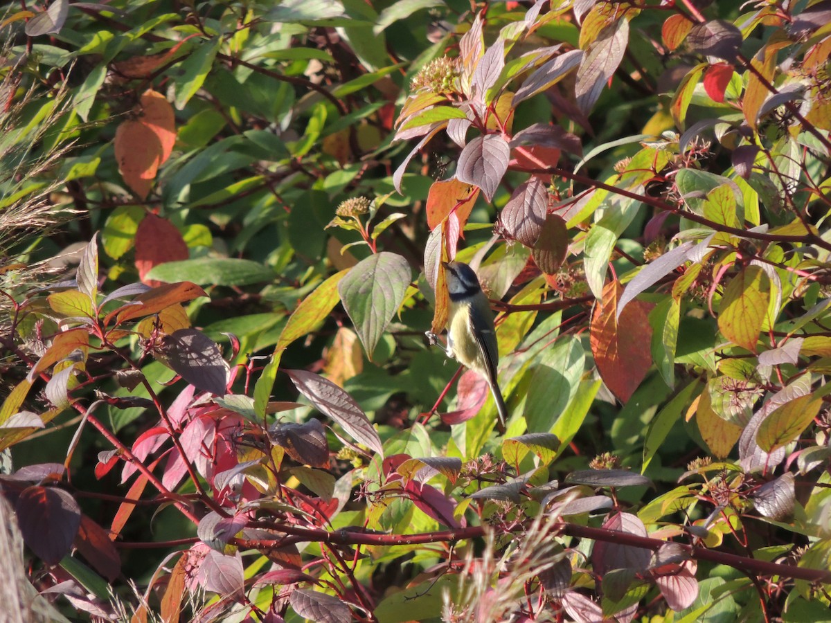 Eurasian Blue Tit - ML641860281
