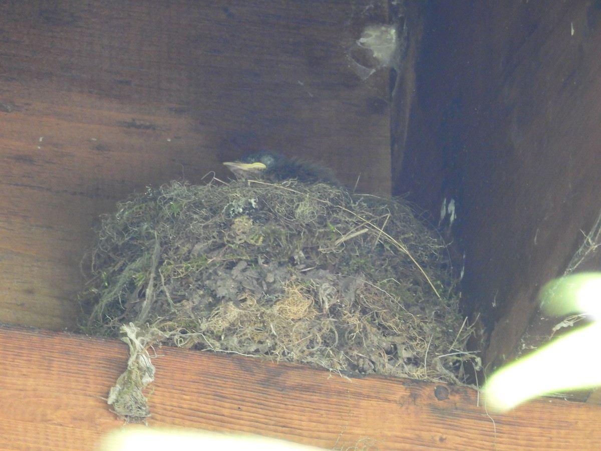 Eastern Phoebe - ML641860291