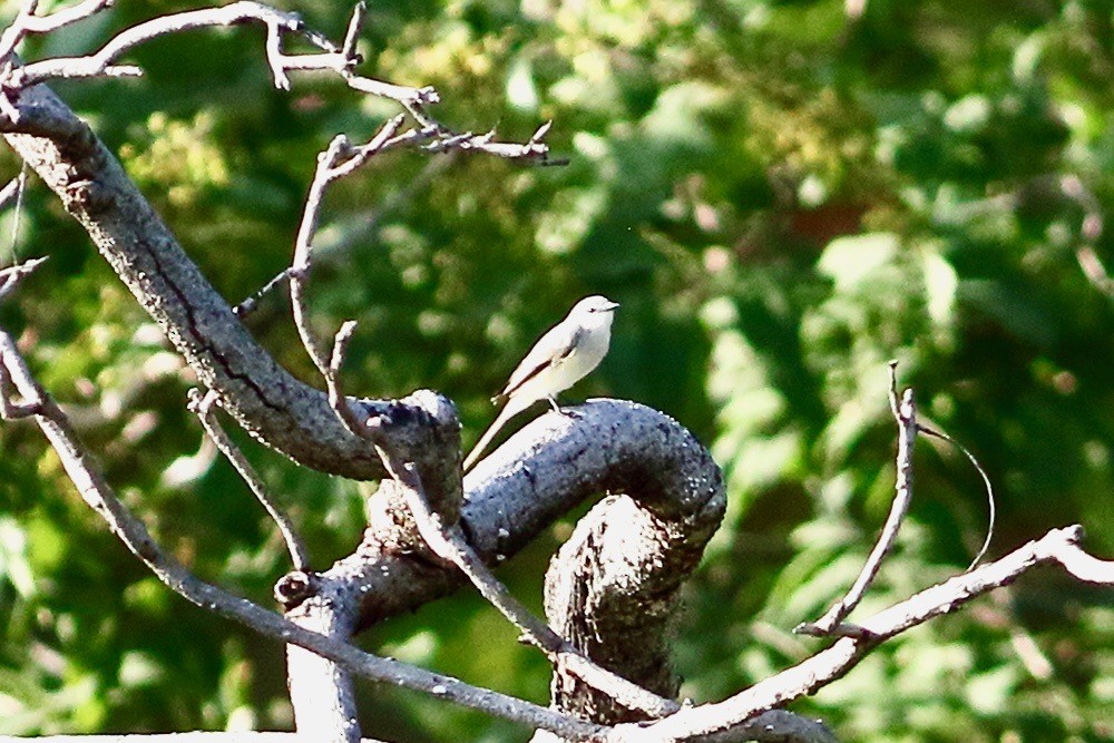 Small Minivet - ML641860297