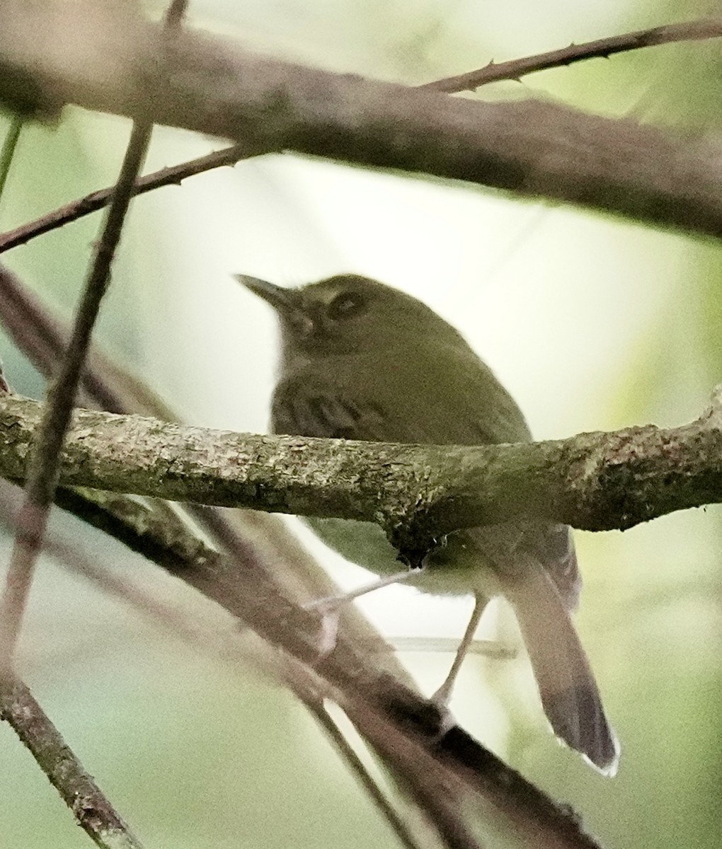 Drab-breasted Pygmy-Tyrant - ML641860313
