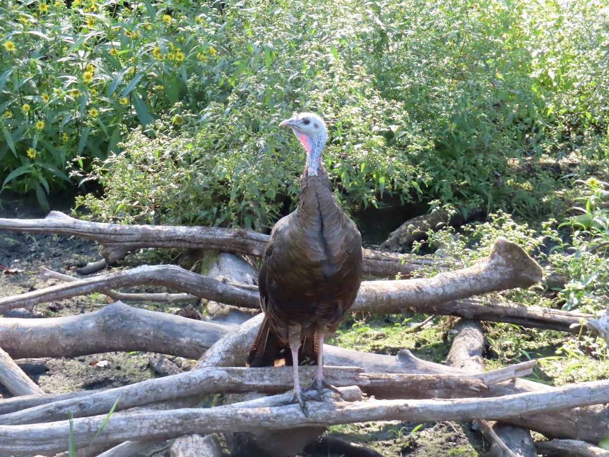 Guajolote Gallipavo - ML641860316