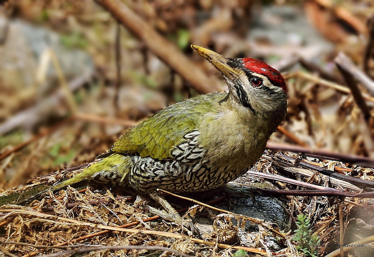 Scaly-bellied Woodpecker - ML641860318