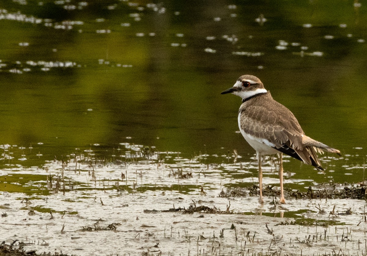 Killdeer - ML641860323