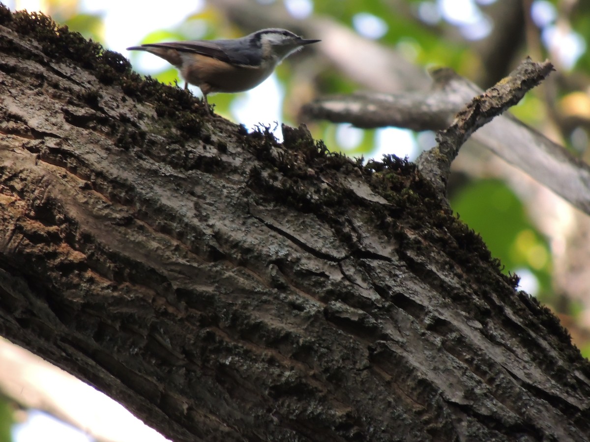 Garrapo eurasiarra - ML641860336