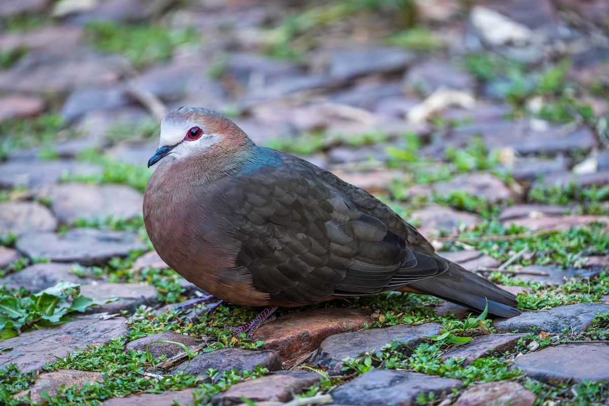 Pigeon à masque blanc - ML641860342