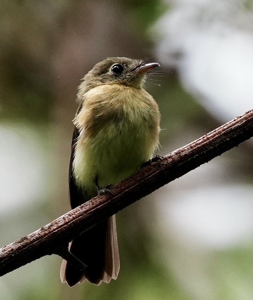 Whiskered Flycatcher - ML641860347