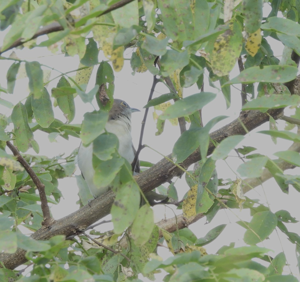 Black-billed Cuckoo - ML641860372