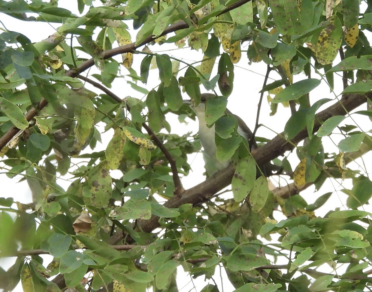 Black-billed Cuckoo - ML641860373
