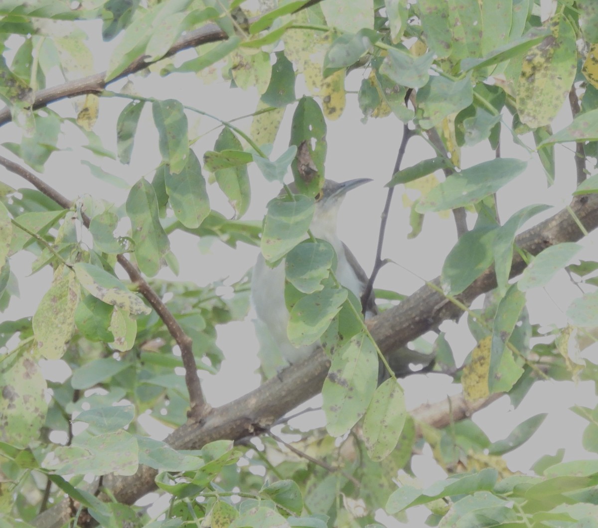 Black-billed Cuckoo - ML641860374