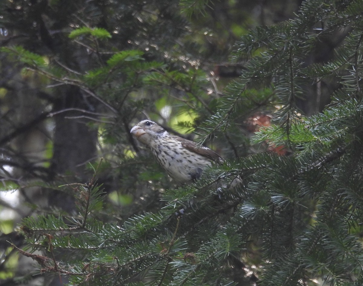 Rose-breasted Grosbeak - ML641860377