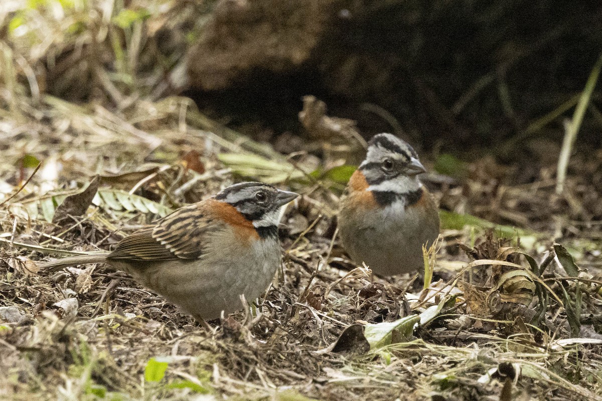 Rufous-collared Sparrow - ML641860378