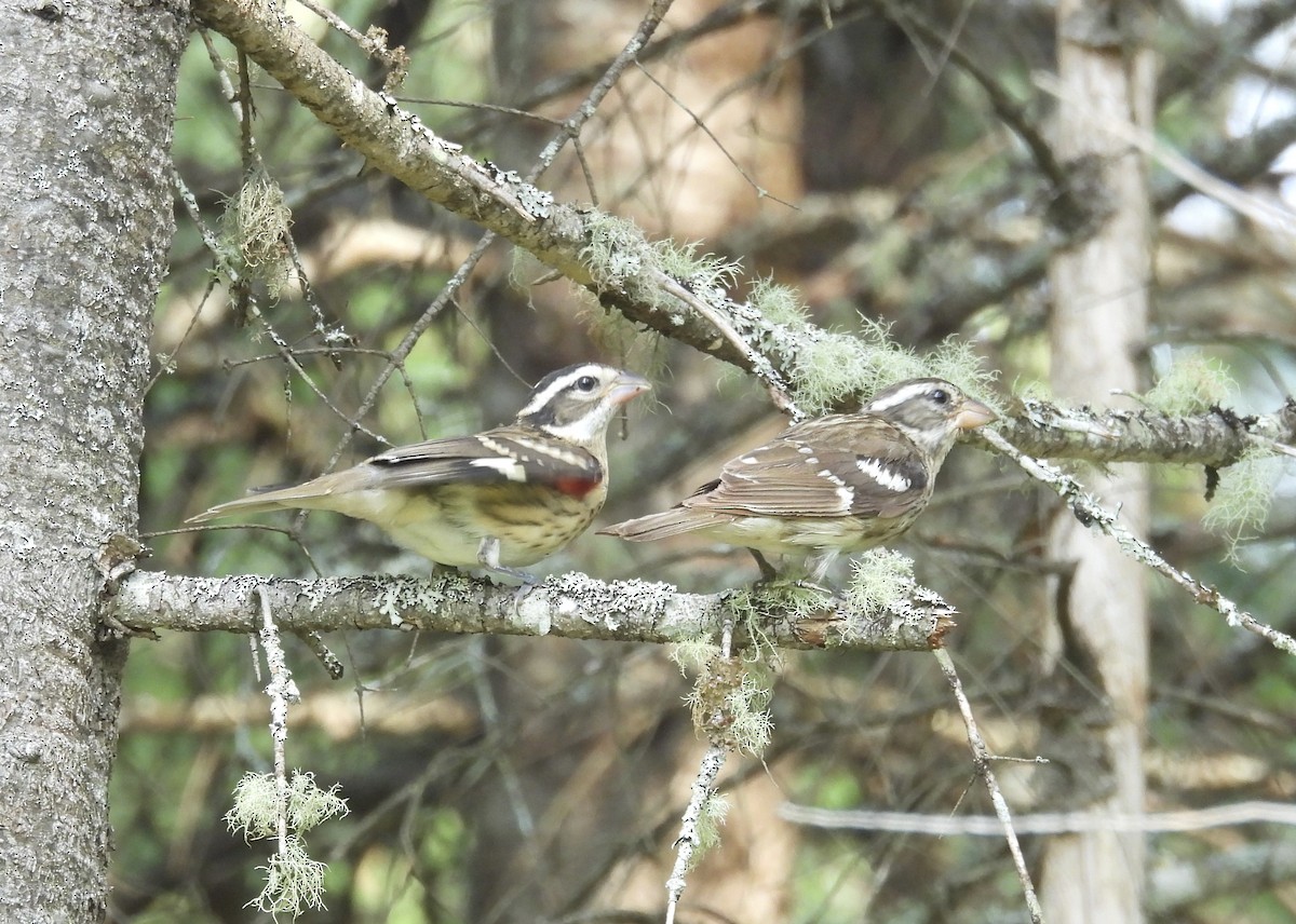 Rose-breasted Grosbeak - ML641860379