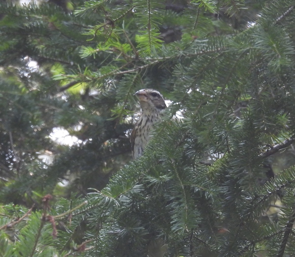 Rose-breasted Grosbeak - ML641860381