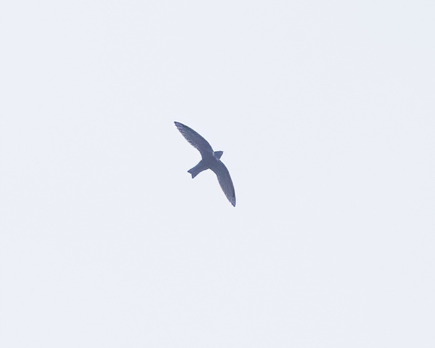 White-collared Swift - ML641860401