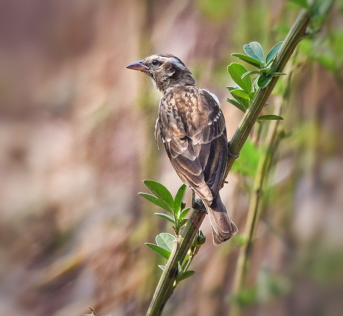 Yellow-throated Bush Sparrow - ML641860410