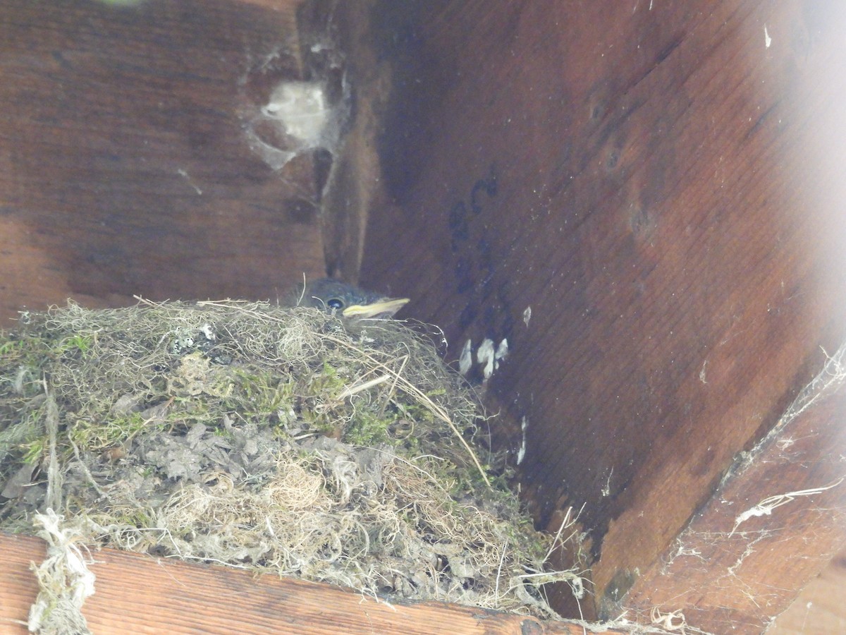 Eastern Phoebe - ML641860417