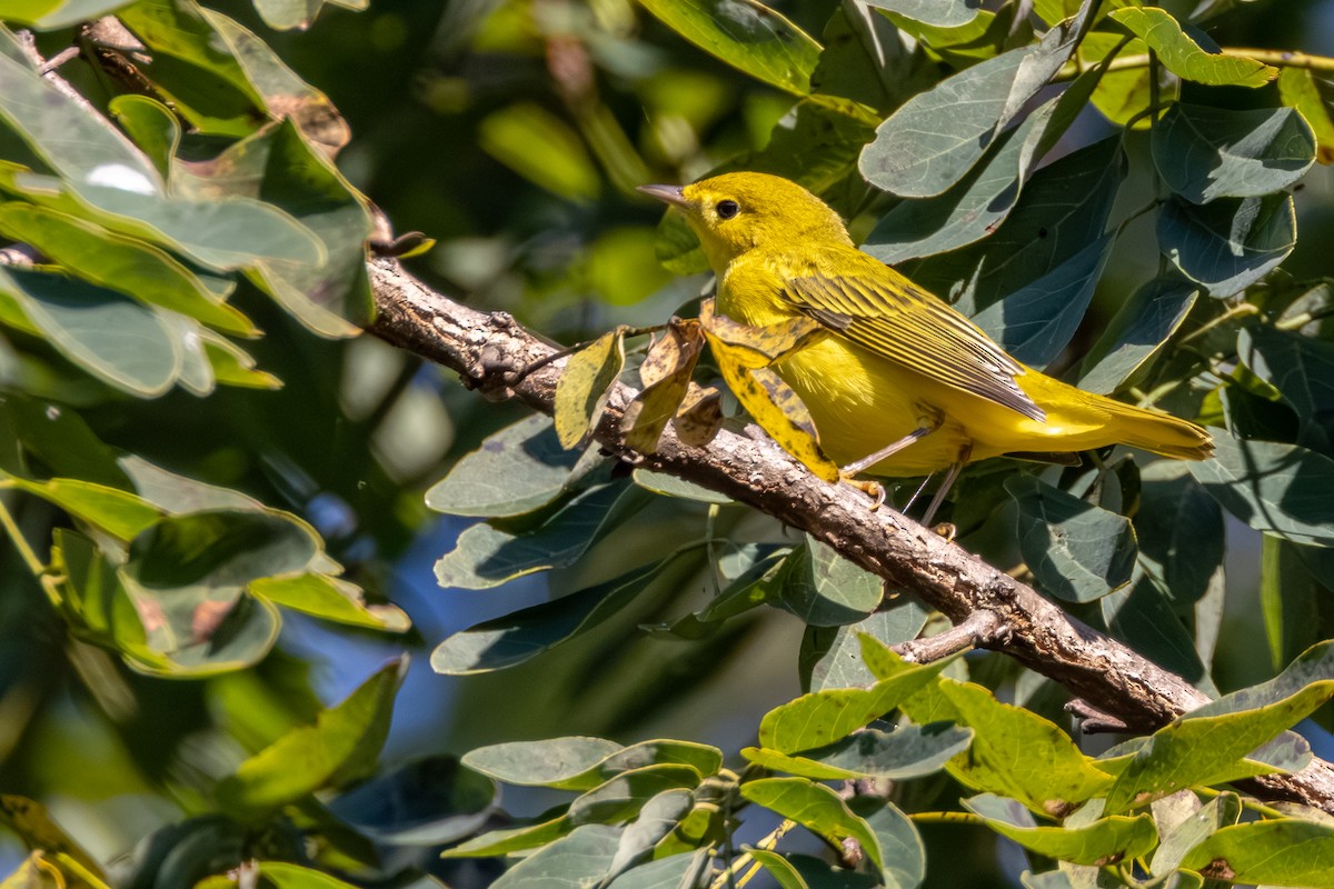 Yellow Warbler (Northern) - ML641860420