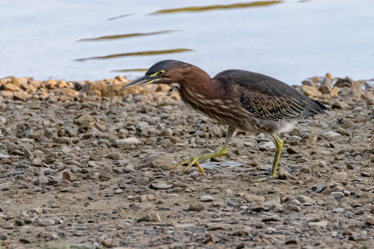 Green Heron - ML641860427