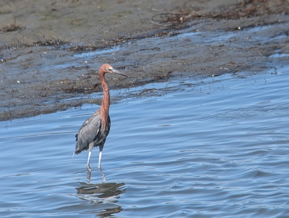 Reddish Egret - ML641860457