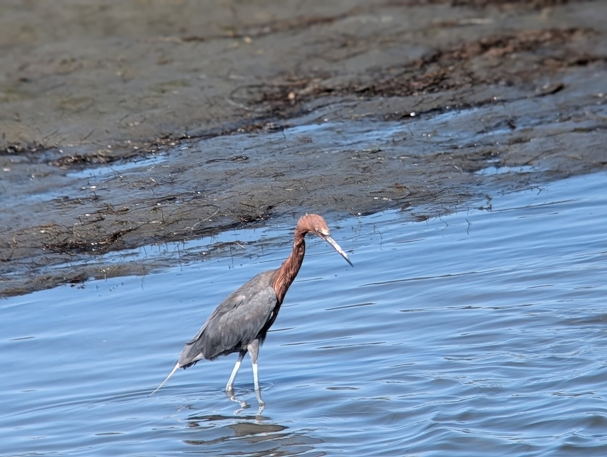Reddish Egret - ML641860472