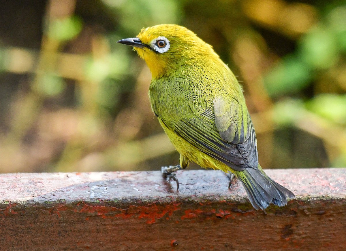 Südbrillenvogel - ML641860491