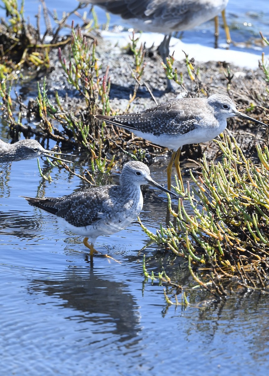 Lesser Yellowlegs - ML641860496