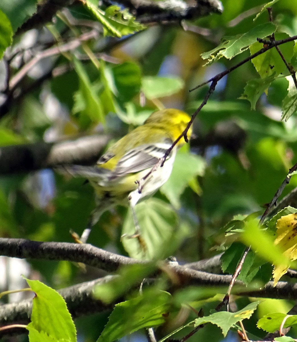 Black-throated Green Warbler - ML641860501
