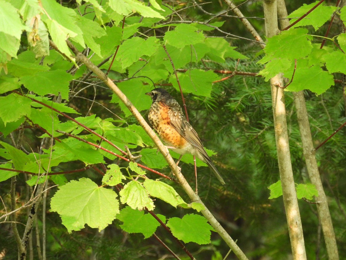 American Robin - ML641860505
