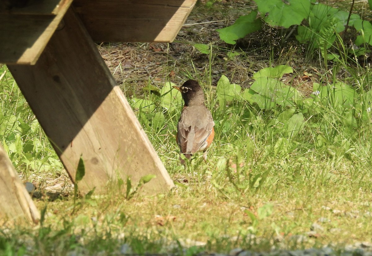 American Robin - ML641860509