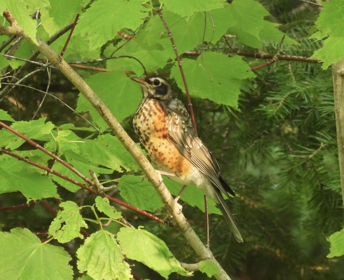 American Robin - ML641860512