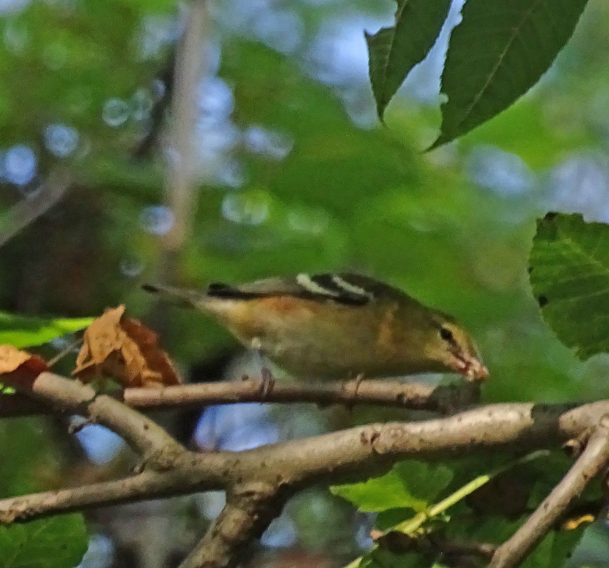 Bay-breasted Warbler - ML641860522