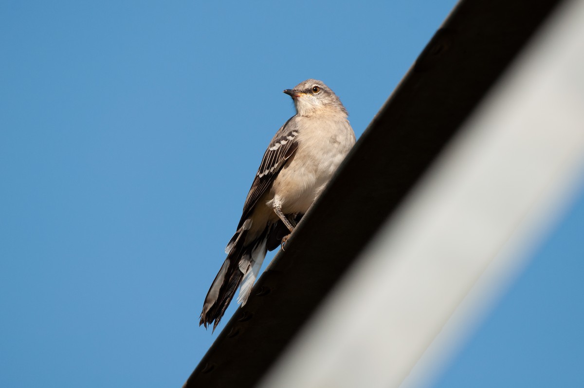 Northern Mockingbird - ML641860523