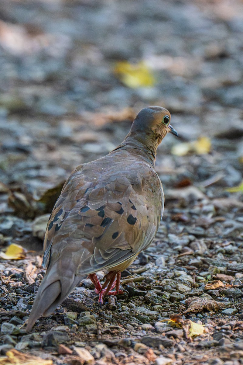 Mourning Dove - ML641860528