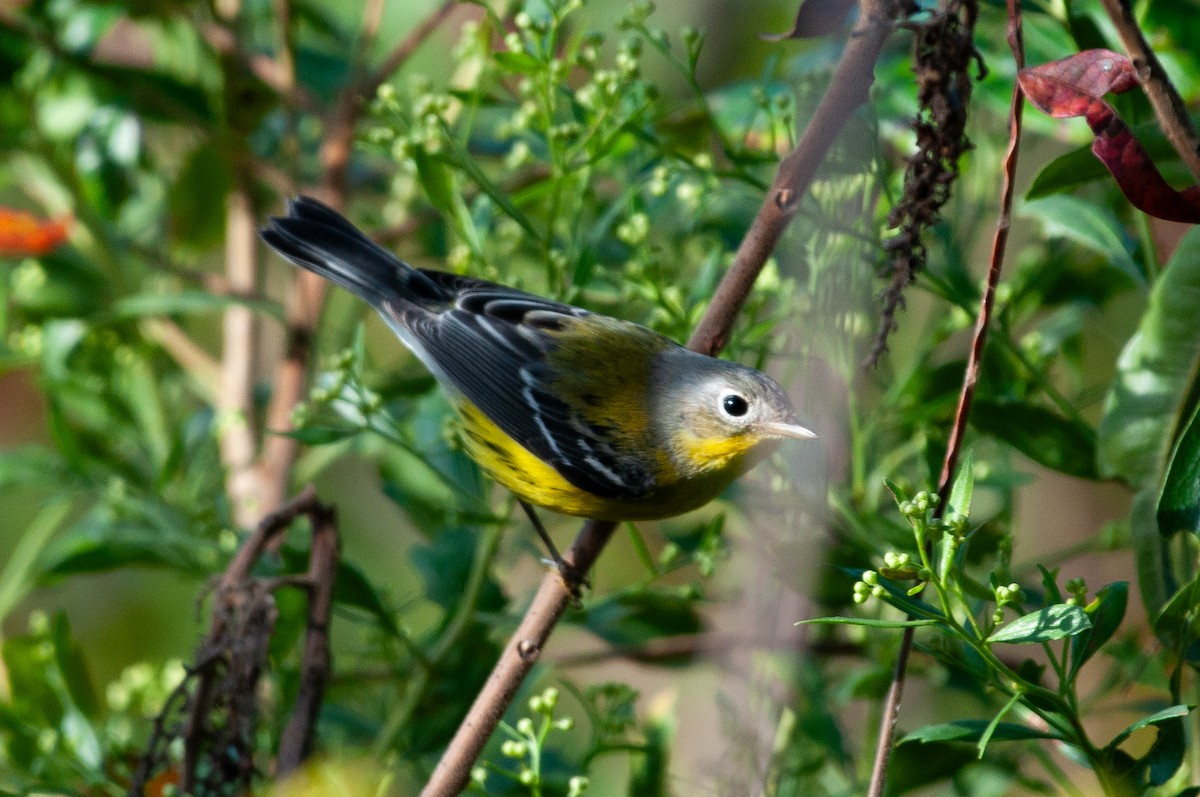 Magnolia Warbler - ML641860534