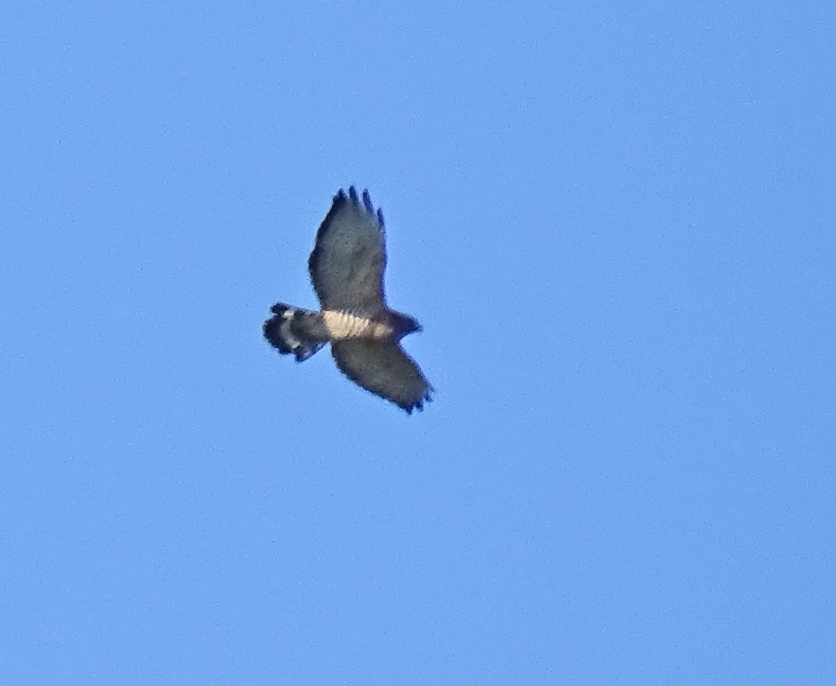 Broad-winged Hawk - ML641860536