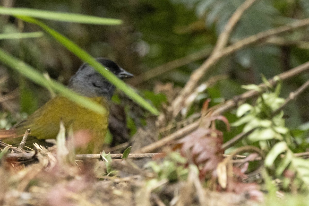 Large-footed Finch - ML641860537
