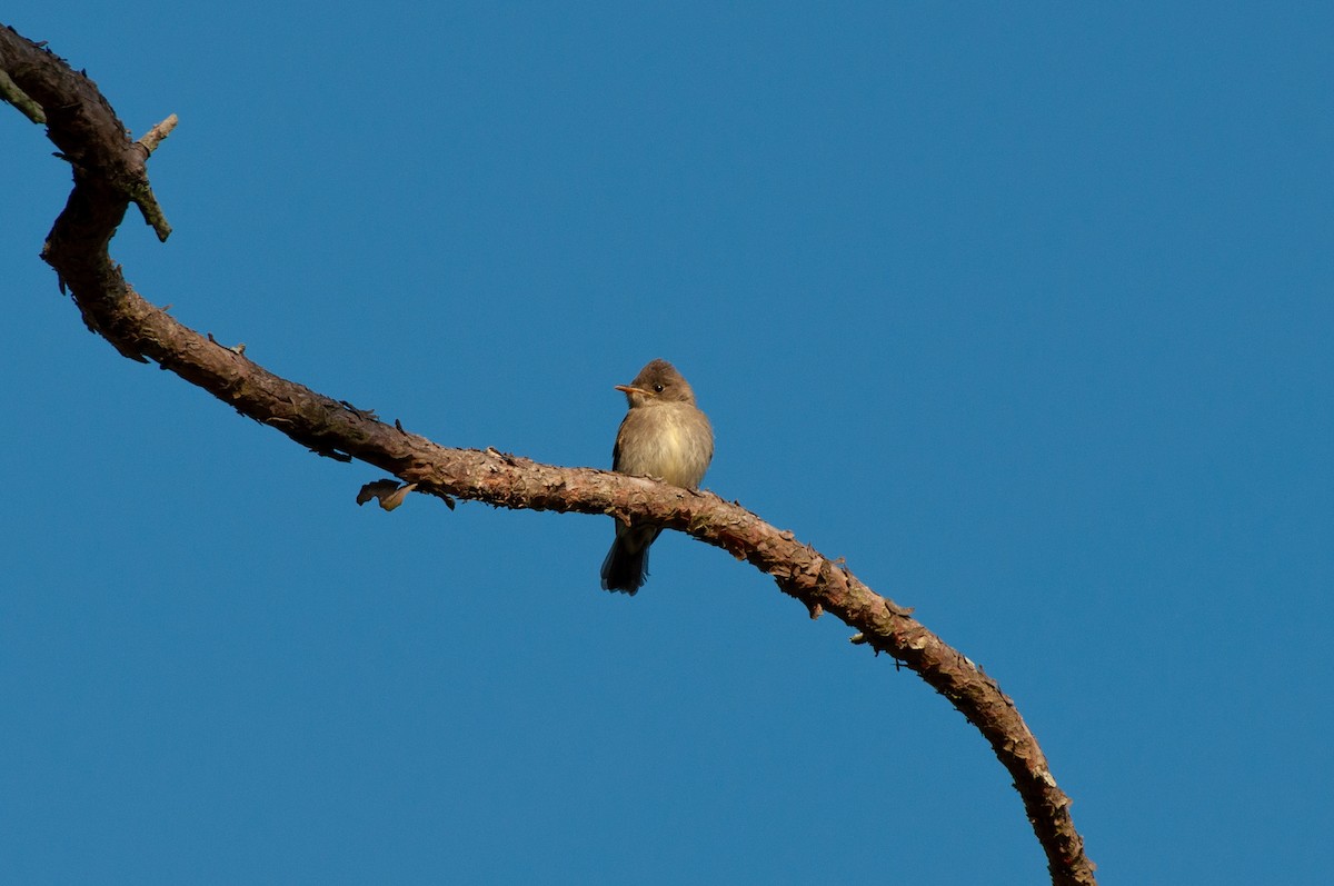 Eastern Wood-Pewee - ML641860548