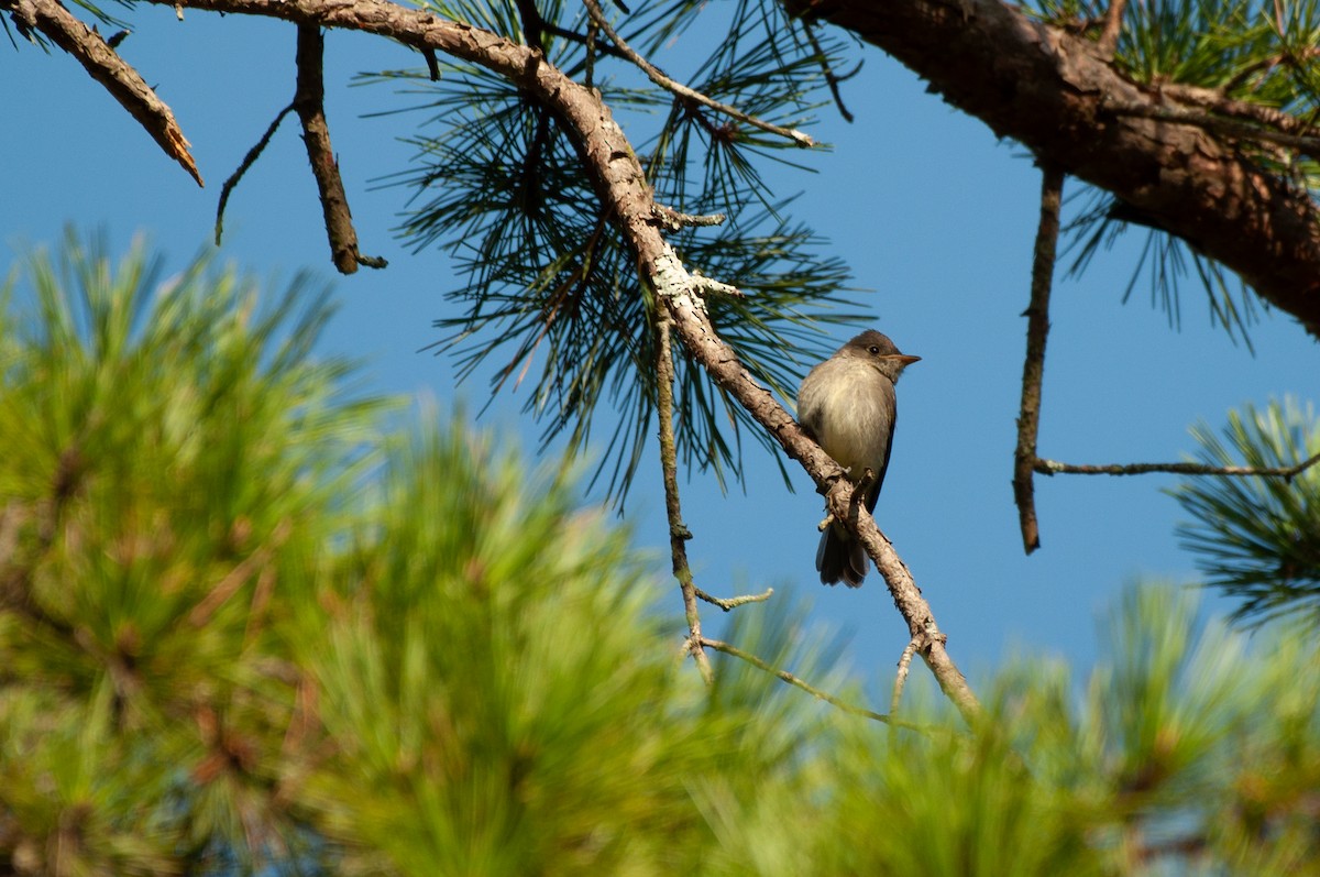 Eastern Wood-Pewee - ML641860549