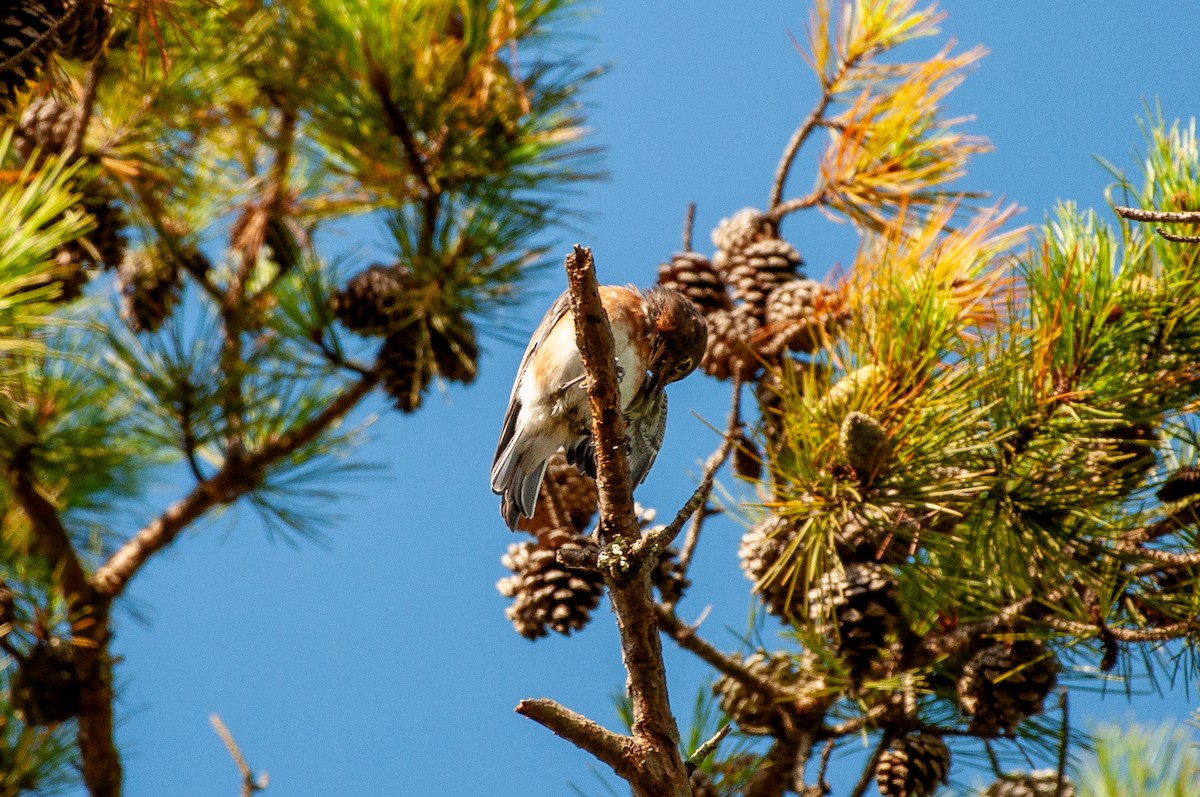 Eastern Bluebird - ML641860555