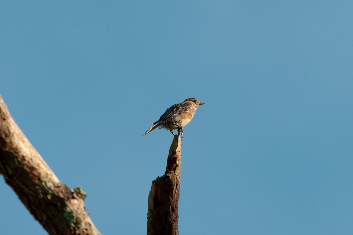 Eastern Bluebird - ML641860556