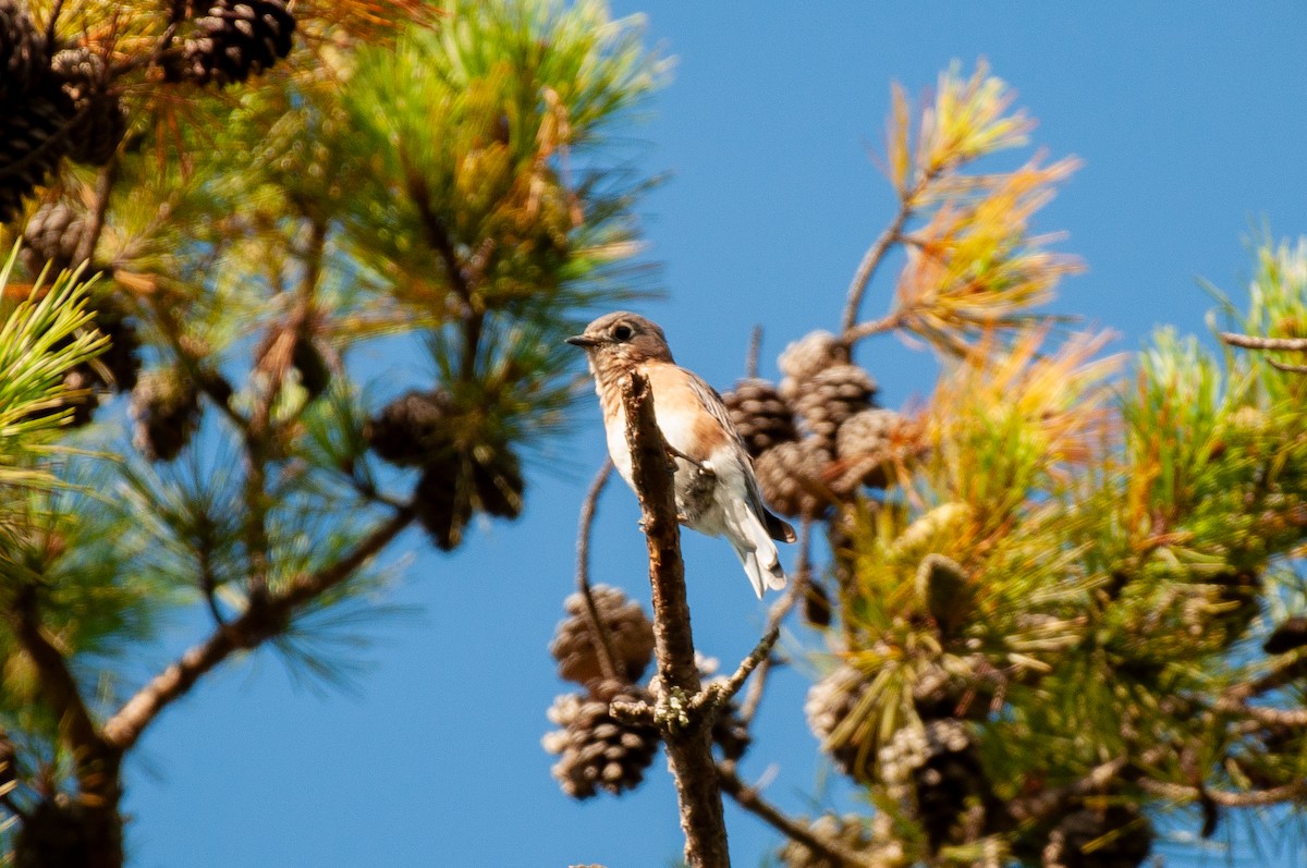 Eastern Bluebird - ML641860557