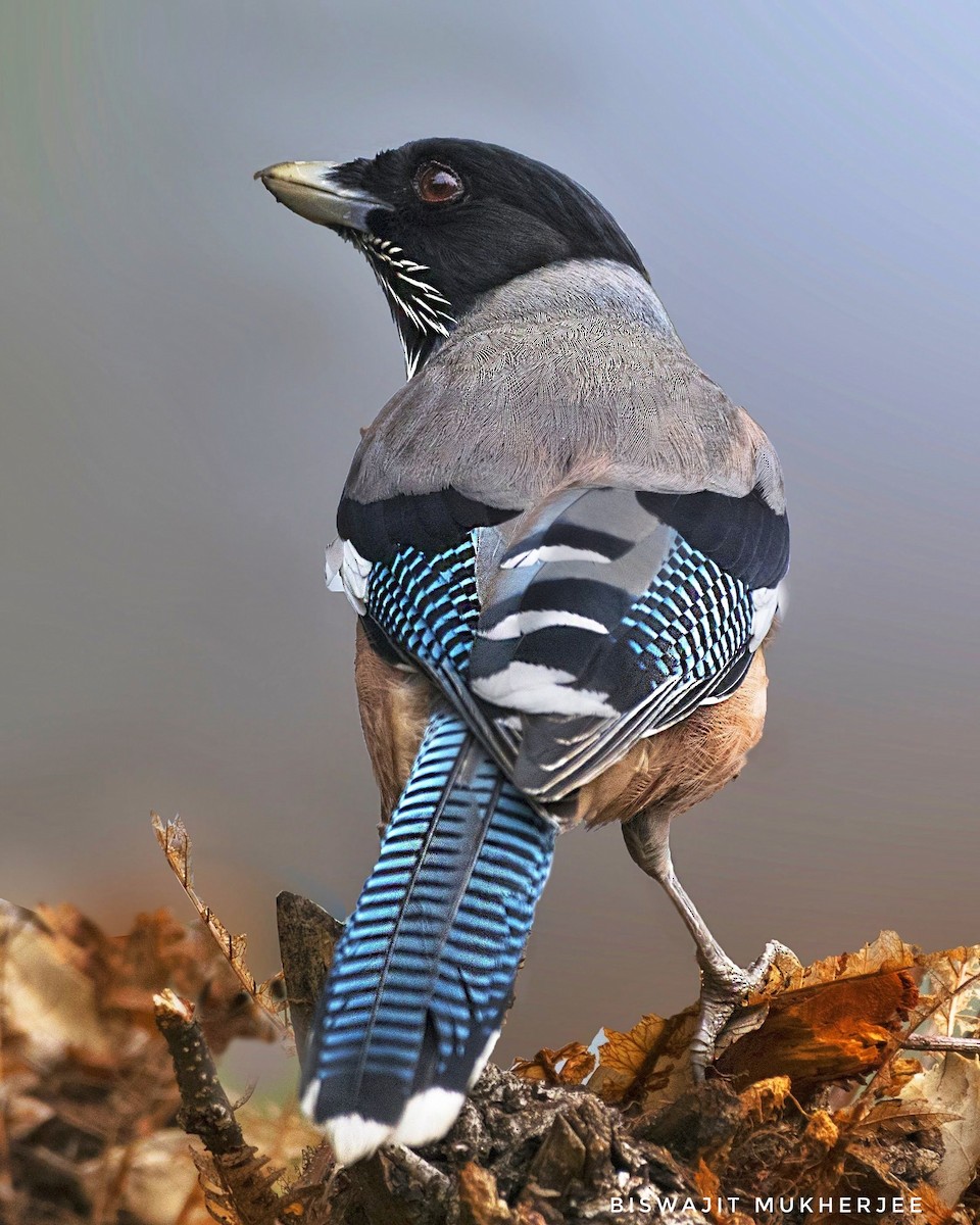 Black-headed Jay - ML641860560